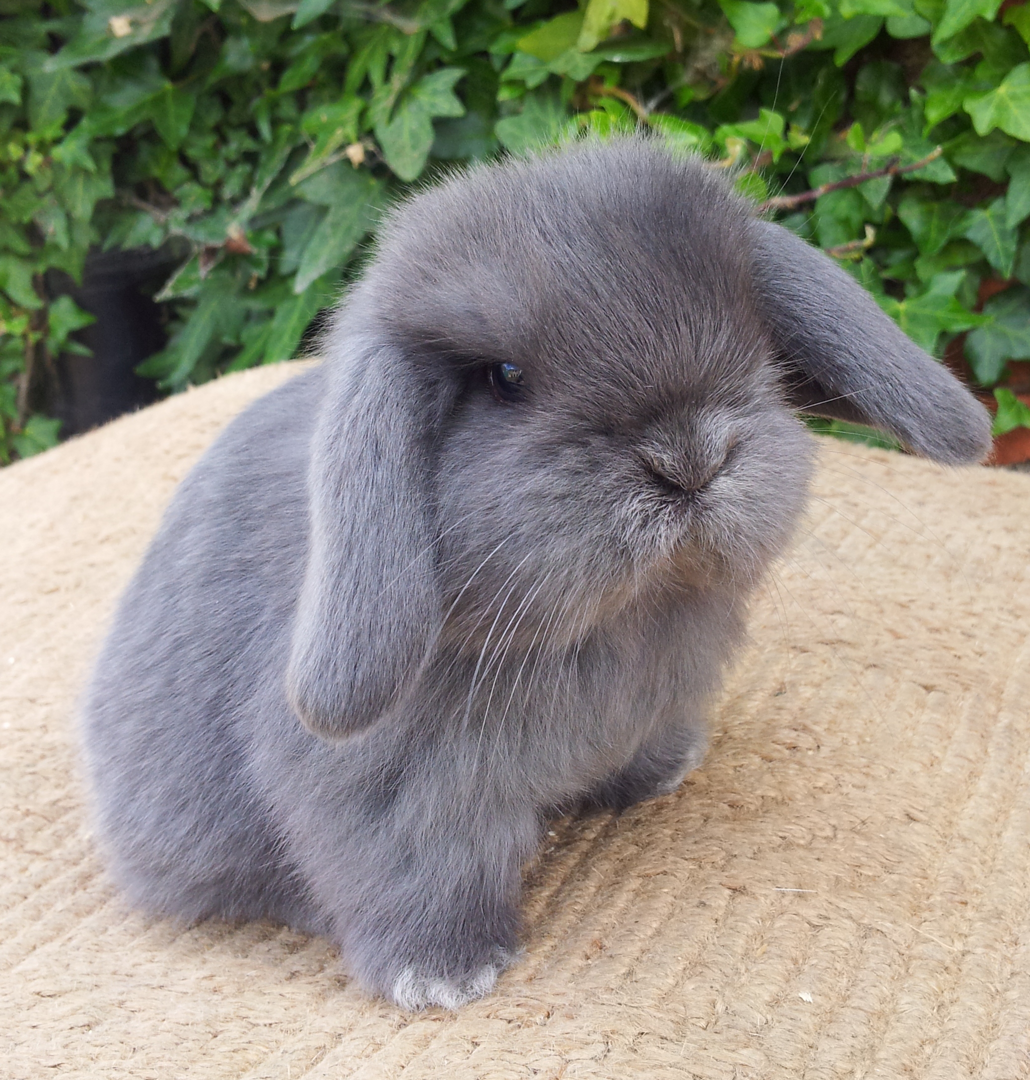 baby lop bunnies for sale near me
