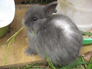 Jersey Wooly Rabbits | Rabbits for Sale 